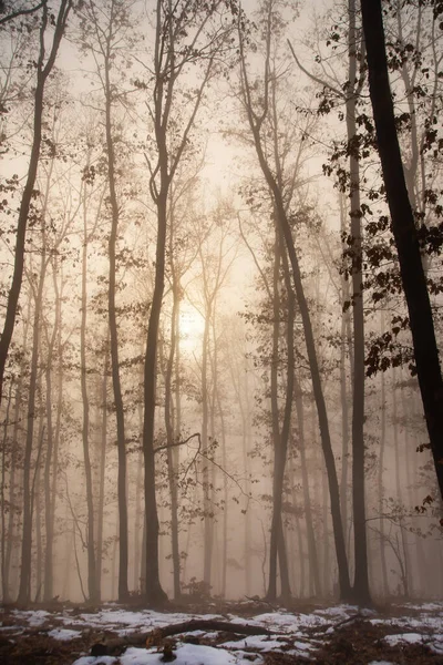 Nebbia nel bosco — Foto Stock