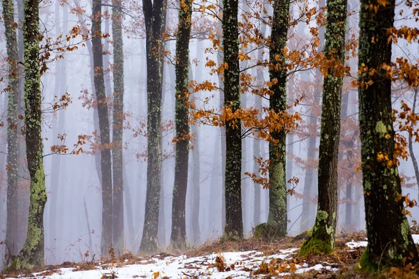 Mist in het bos — Stockfoto