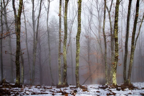 Köd az erdőben. — Stock Fotó