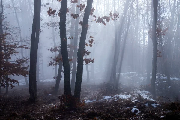 Nebbia nel bosco — Foto Stock