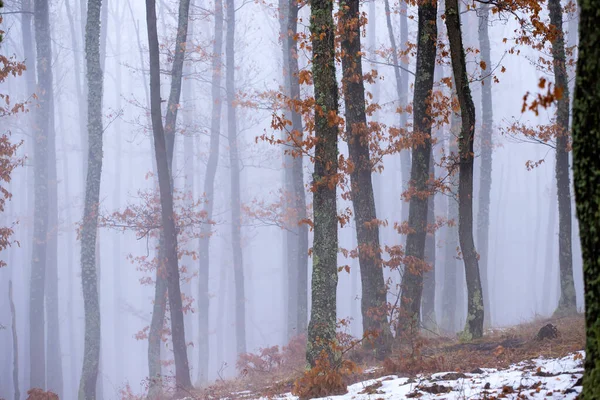 Nebbia nel bosco — Foto Stock