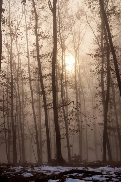 Mist in het bos — Stockfoto