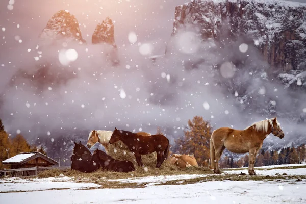 Chevaux dans la neige à Seiser Alm, Tyrol du Sud, Italie — Photo