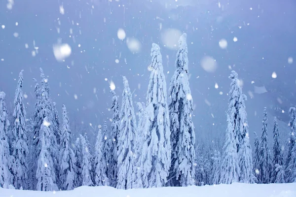 Kerst achtergrond met besneeuwde dennenbomen. — Stockfoto