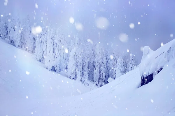 Jul bakgrund med snöiga gran träd. — Stockfoto