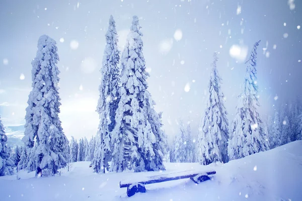 Christmas background with snowy fir trees. — Stock Photo, Image