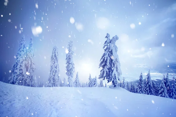 Christmas background with snowy fir trees. — Stock Photo, Image