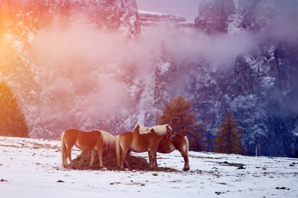 Pferde im Schnee auf der Seiser Alm, Südtirol, Italien — Stockfoto