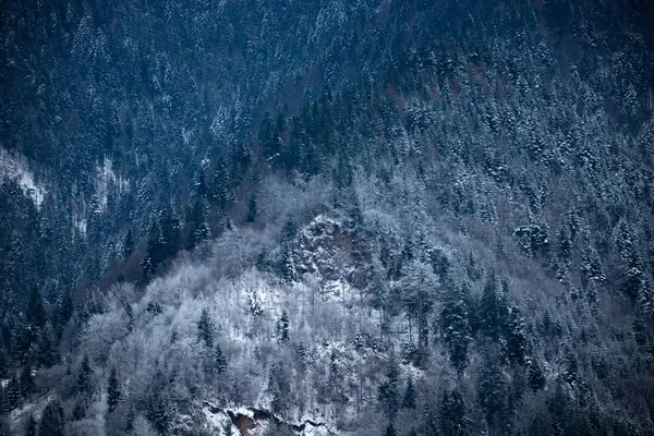 Mrożony zimowy las we mgle. Karpaty, Rumunia. — Zdjęcie stockowe