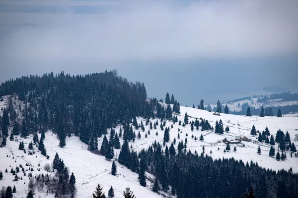 Bosque de invierno en los Cárpatos, Rumania . — Foto de Stock