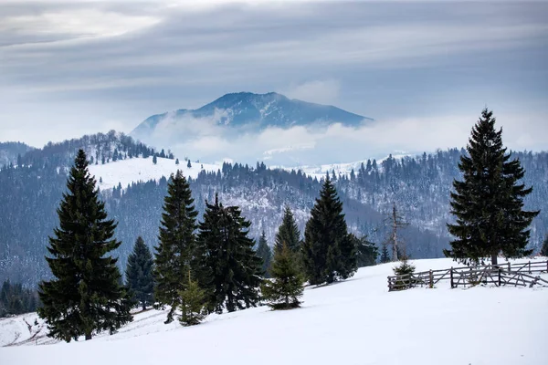 Bosque de invierno en los Cárpatos, Rumania . — Foto de Stock