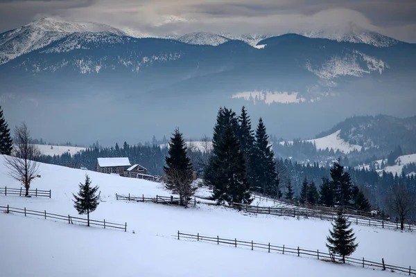 Zimowy las w Karpatach, Rumunia. — Zdjęcie stockowe
