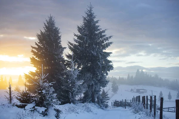 Zimowy las w dramatycznym wschodzie słońca w Karpatach, Rumunia. — Zdjęcie stockowe