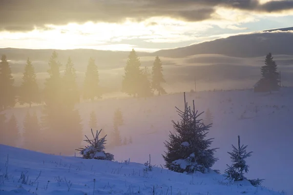 Forêt hivernale au lever du soleil spectaculaire dans les Carpates, Roumanie . — Photo