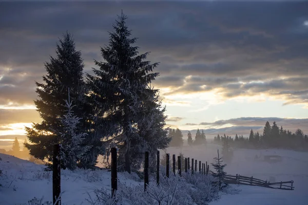 Zimowy las w dramatycznym wschodzie słońca w Karpatach, Rumunia. — Zdjęcie stockowe