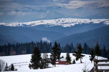 Romanya 'nın Karpatlar kentinde kış ormanı.