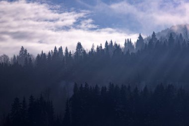 Kış ormanı boyunca güneş ışığı.