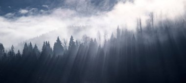 Kış ormanı boyunca güneş ışığı.