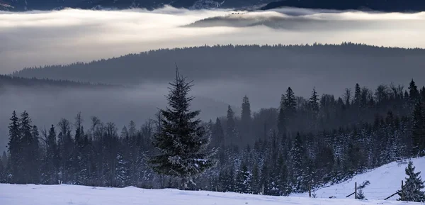 Bosque de invierno en dramático amanecer con niebla en los Cárpatos, R — Foto de Stock