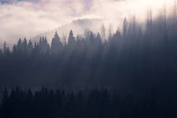 Sluneční světlo nad zimním lesem. — Stock fotografie