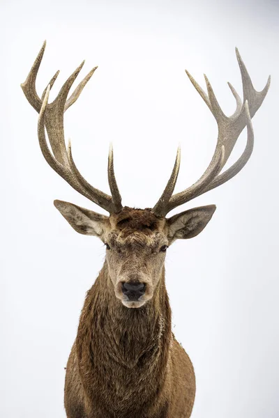 Deer portrait, colse-up. — Stock Photo, Image