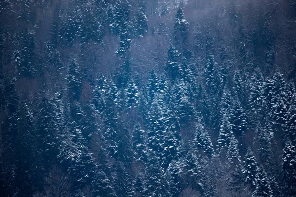 Bosque de invierno congelado en la niebla. Cárpatos, Rumania . —  Fotos de Stock