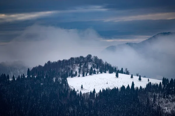 Bosque de invierno en los Cárpatos, Rumania . — Foto de Stock