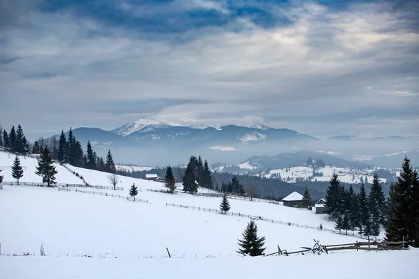 Zimowy las w Karpatach, Rumunia. — Zdjęcie stockowe