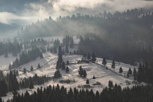 Forêt d'hiver au lever du soleil dramatique avec brouillard dans les Carpates, R — Photo