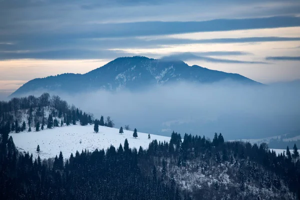 Forêt d'hiver dans les Carpates, Roumanie . — Photo