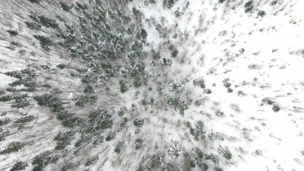 Widok anteny drone zimowego krajobrazu. Pokryte śniegiem lasu. — Wideo stockowe