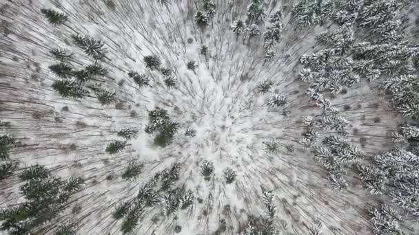 Widok anteny drone zimowego krajobrazu. Pokryte śniegiem lasu. — Wideo stockowe