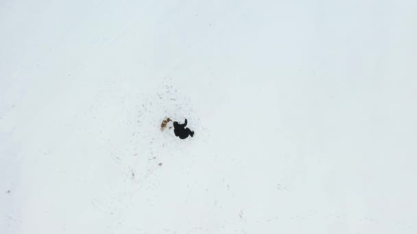 Воздушный Вид Сверху Счастливую Молодую Женщину Лежащую Снегу Своей Собакой — стоковое видео