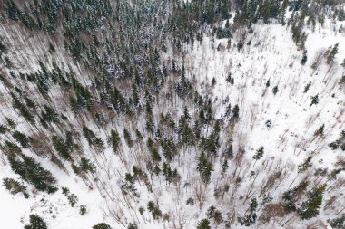 Hava dron görünümünü bir kış manzarası. Orman kar kaplı.