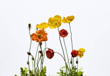 Haşhaş çiçekleri beyaz üzerine izole