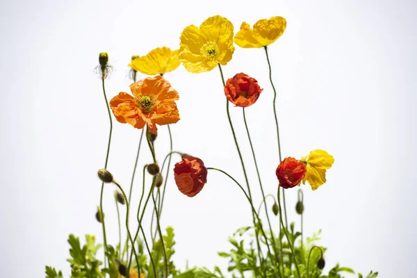Flores de amapola aisladas en blanco — Foto de Stock
