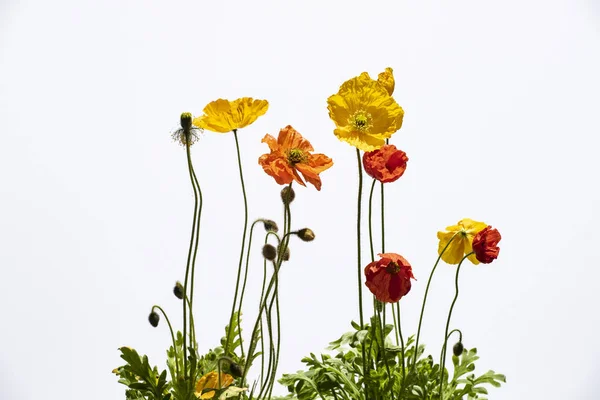 Fiori di papavero isolati su bianco — Foto Stock