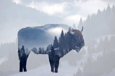 vahşi bison
