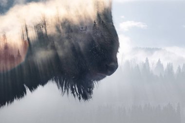 vahşi bison