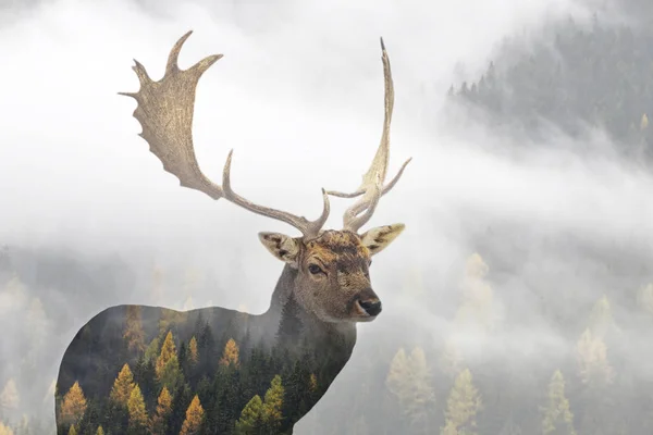 Cervo rosso e la foresta nebbiosa — Foto Stock