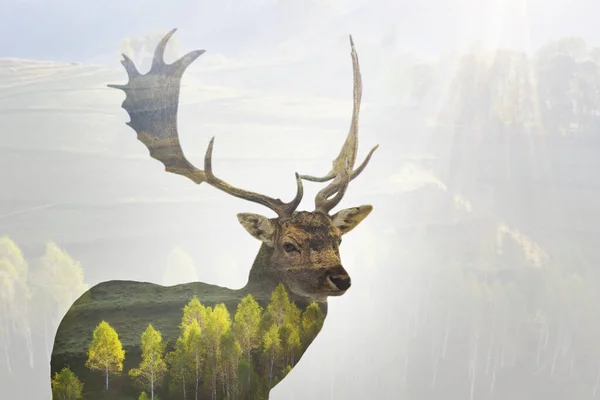 Червоні олені і туманний ліс — стокове фото