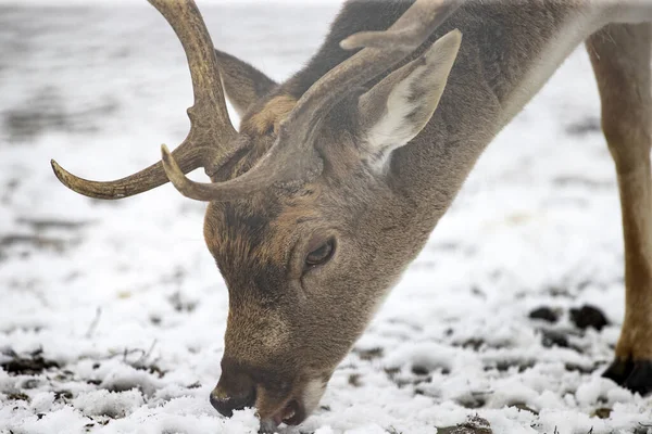 Red deer in snow — Stock Photo, Image