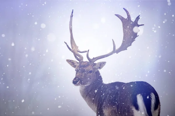 Red deer in snow — Stock Photo, Image