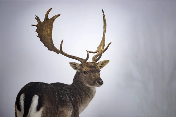 雪の中でレッド ・ ディア — ストック写真