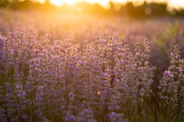 Gün batımında lavanta çiçekleri yumuşak bir odak, pastel renkler ve bl
