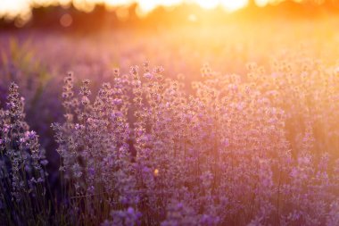 Gün batımında lavanta çiçekleri yumuşak bir odak, pastel renkler ve bl