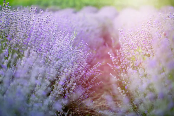 Gün batımında lavanta çiçekleri yumuşak bir odak, pastel renkler ve bl — Stok fotoğraf