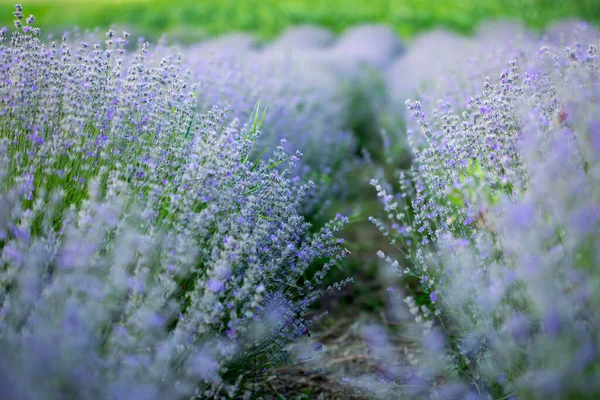 Lavender flowers in row, pastel colors and blur background. — Stock Photo, Image