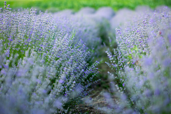 Lavender flowers in row, pastel colors and blur background.