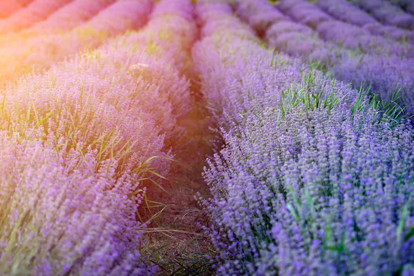 Flores de lavanda ao pôr do sol em um foco suave, cores pastel e bl — Fotografia de Stock